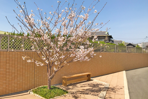 ４月　桜が満開です02