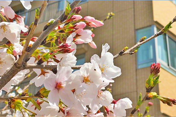 ４月　桜が満開です