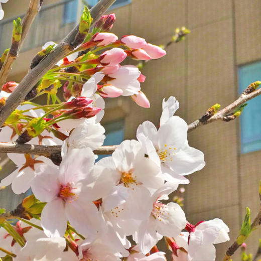 4月　桜が満開です