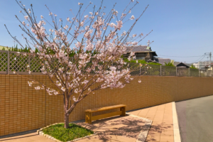 4月　桜が満開です03